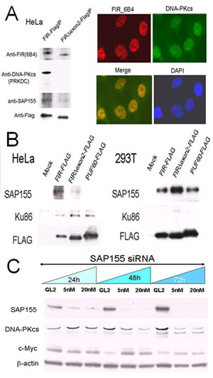 FIR/SAP155 and Ku86/DNA-PKcs potentially form a complex