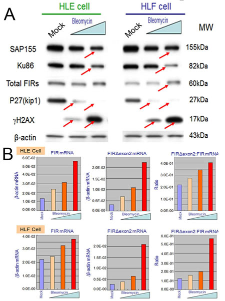 BLM treatment decreased SAP155 and significantly increased FIR and FIR&#x394;exon2 mRNA expression as well as the FIR&#x394;exon2:FIR ratio in hepatoblastoma (HLE and HLF) cells.