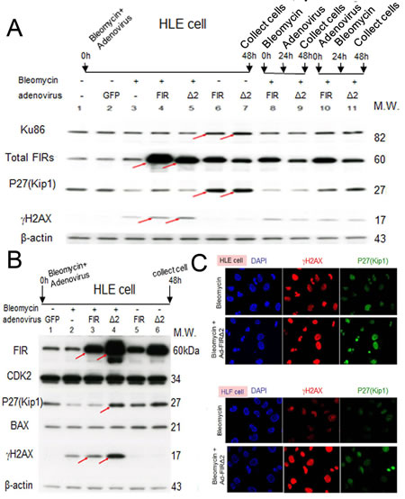 Ad-FIR&#x394;exon2, rather than Ad-FIR, increased BLM-induced DNA damage as indicated by &#x3b3;H2AX in HLE and HLF cells.