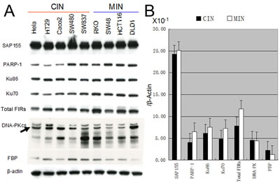 Expression of DNA-repair proteins in chromosomal instability (CIN) and microsatellite instability (MIN) cell lines.