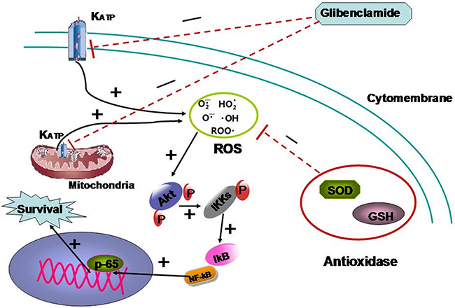 The mechanism summary of glibenclamide protecting irradiated hepatocyte.