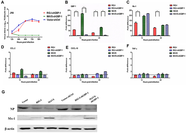 GBP 1 is required for RIG I mediated inhibition of H5N1 replication in guinea pig JH4 cells.