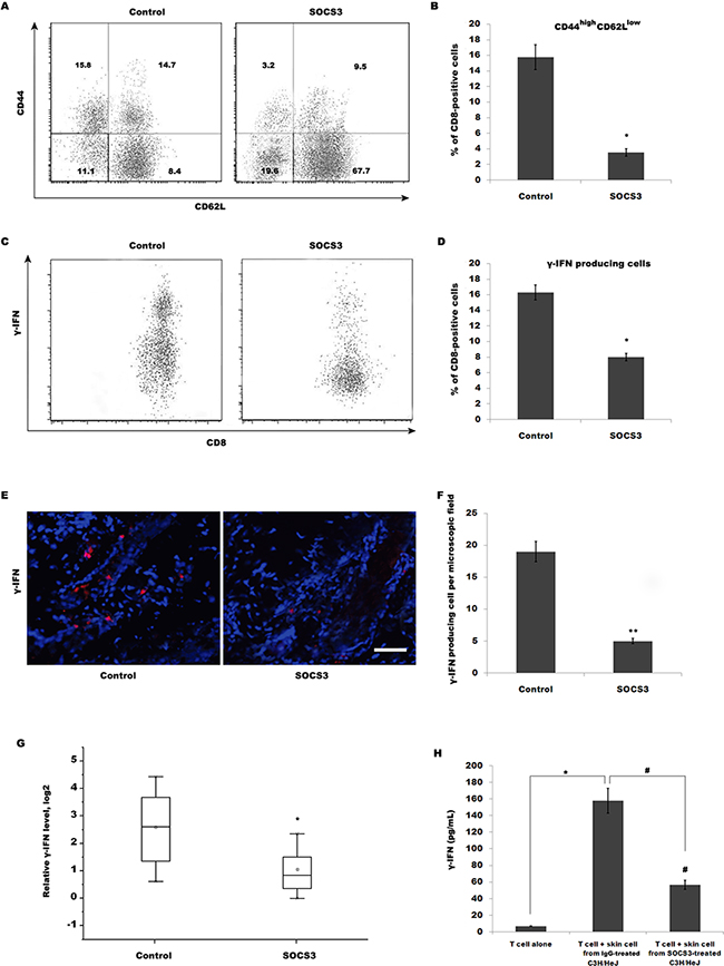 SOCS3 treatment decreases CD44high CD62Llow effector memory CD8+ T cells, resulting in the reduction of IFN-&#x03B3; production.
