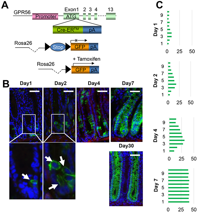 GPR56 labels colonic stem or progenitor cells.