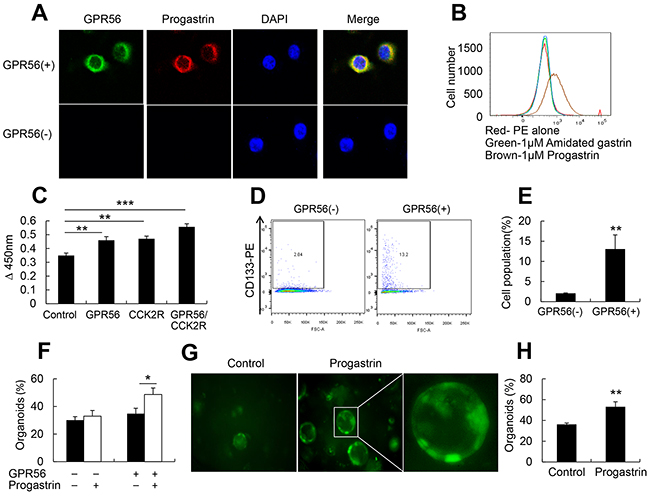 Progastrin binds to GPR56 to increase cell proliferation.