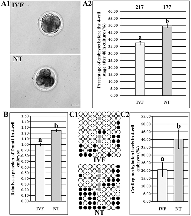 Abnormal ZGA in 4-cell SCNT embryos.