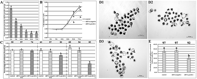 The development of SCNT embryos derived from donor cells with Dnmt1s knockdown.