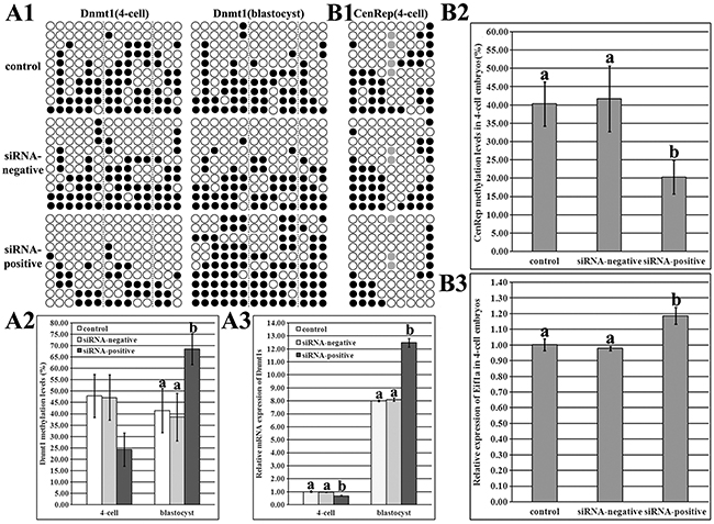 Dnmt1s and genome DNA methylation and expression levels in SCNT embryos after Dnmt1s knockdown in donor cells.