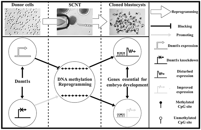 The potential mechanism of donor cell Dnmt1s blocking SCNT-mediated DNA methylation reprogramming.