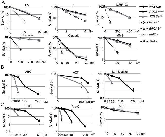 Important role of Pol&epsi; exonuclease for cellular tolerance to nucleoside analogs in DT40 cells.