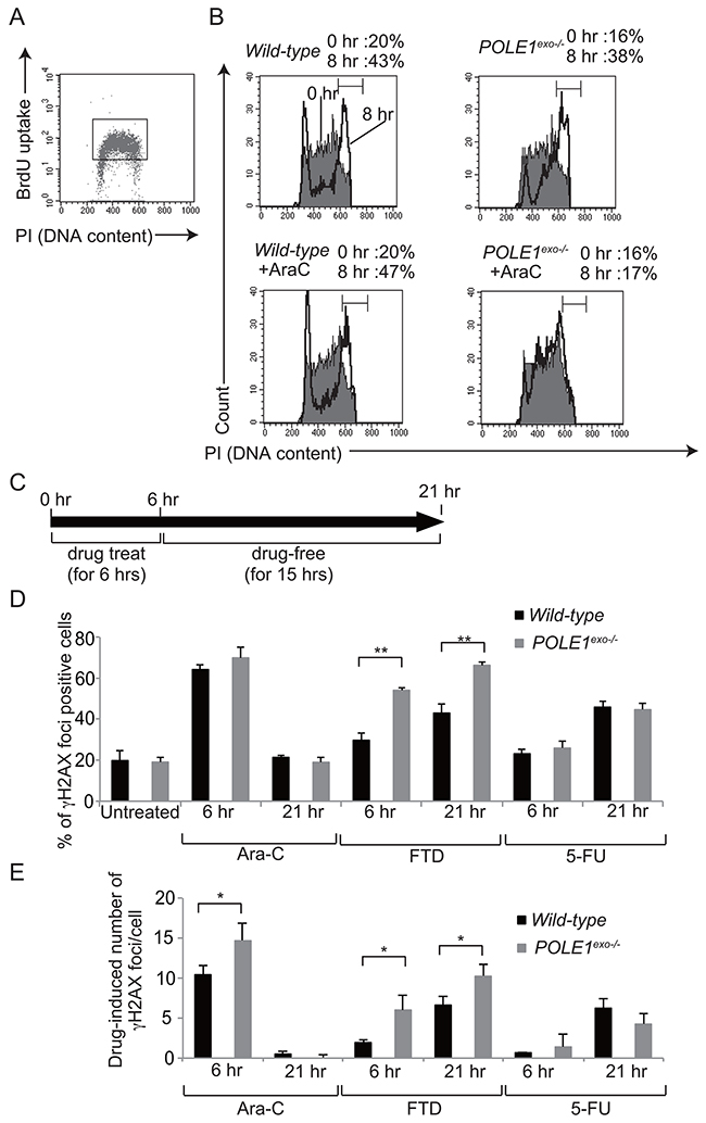 The effect of Ara-C on DNA replication and &gamma;H2AX focus formation.