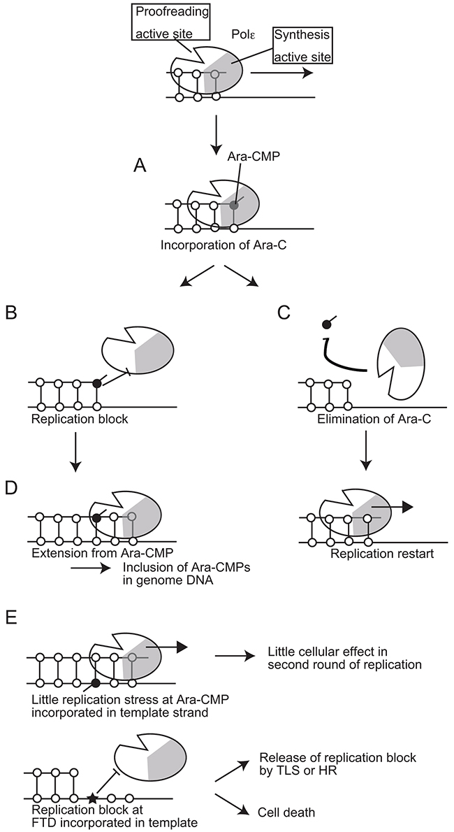 A model for the effects of Ara-CMP incorporated at 3&rsquo; ends of primers on DNA replication.