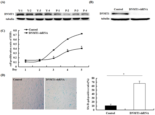 DNMT1 expression decreased in passage-aged HSFs, and DNMT1 silencing induced HSF senescence.