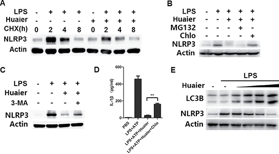 Huaier promotes NLRP3 degradation via promoting autophagy.