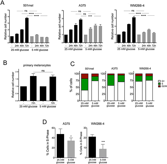 Effect of glucose restriction on melanoma cell proliferation.