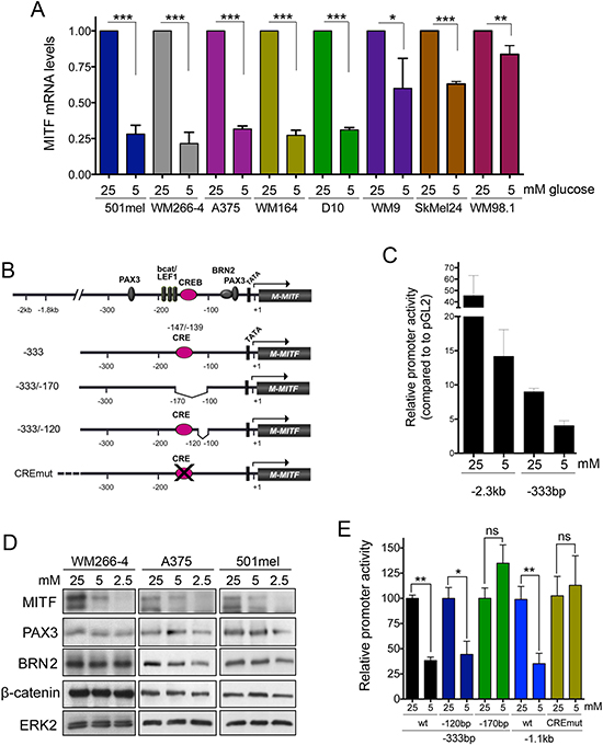 Transcriptional regulation of MITF by glucose.