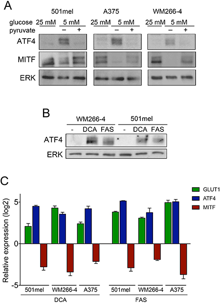 Glucose metabolism inversely regulates ATF4 and MITF.