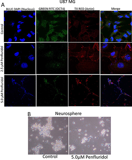 Penfluridol treatment suppresses OCT4, a stem cell marker in glioblastoma cells and growth of neurosphere cells.