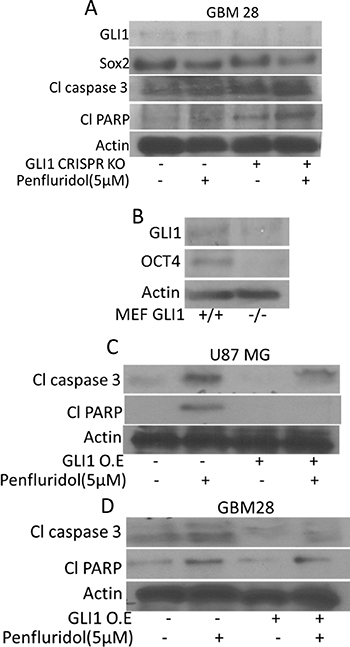 GLI1 mediated suppression of glioblastoma cell growth by penfluridol treatment.