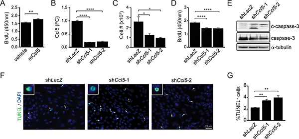 Ccl5 functions in a cell-autonomous fashion to increase M-GBM cell survival.