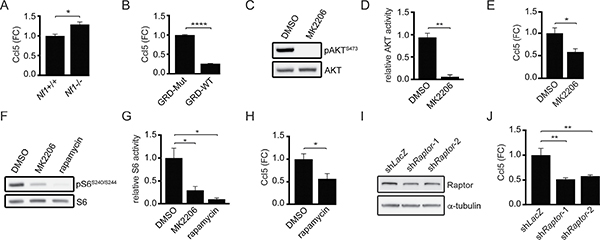 Ccl5 expression in M-GBM cells is regulated by neurofibromin-mediated AKT/mTOR pathway suppression.