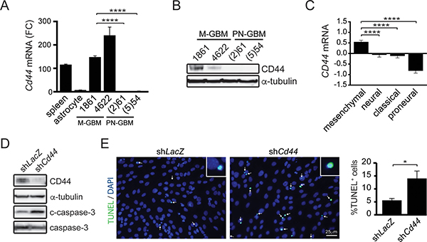 CD44 is required for M-GBM cell survival.