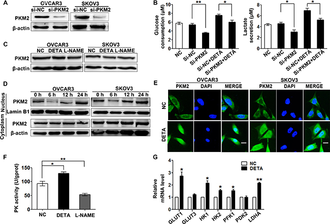 Nitric oxide induces PKM2 nuclear translocation.