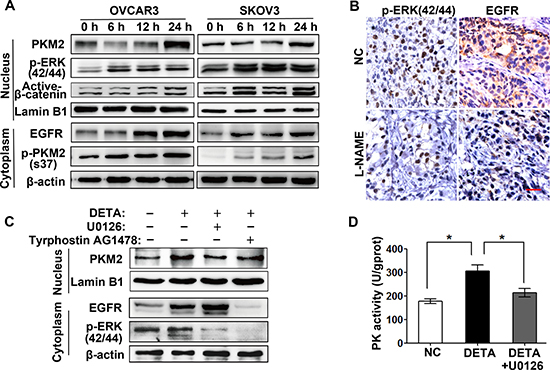 Nitric oxide-induced PKM2 nuclear translocation is EGFR/ERK2-signaling dependent.