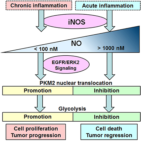 Schematic representation the dual role of iNOS/NO in cell glycolysis.