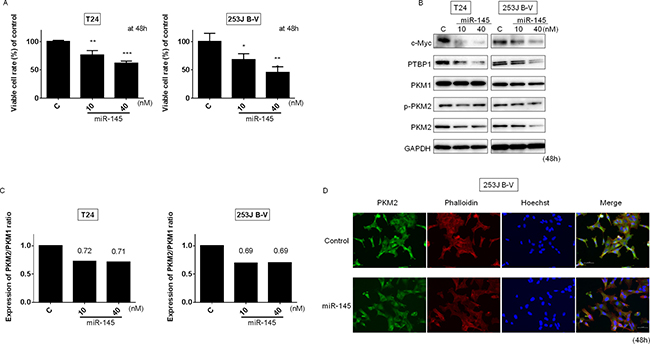 Ectopic expression of miR-145 induced growth inhibition through impaired Warburg effect.