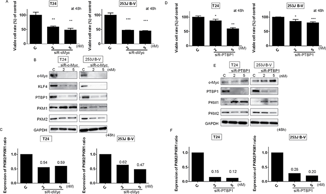 C-Myc/PTBP1 cascade regulates the Warburg effect.