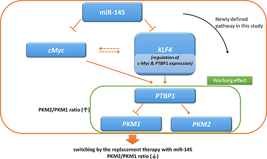 Schematic diagram of dual pathways, miR-145/KLF4/PTBP1/PKMs axis and miR-145/c-Myc/PTBP1/PKMs axis.