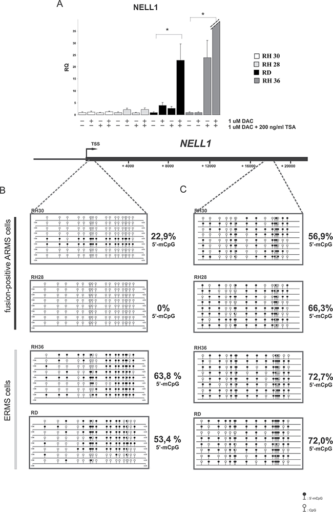NELL1 expression is regulated by DNA methylation.