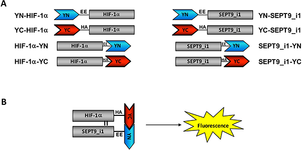 Construction of split-YFP HIF-1&#x03B1; and SEPT9_i1 chimeras.