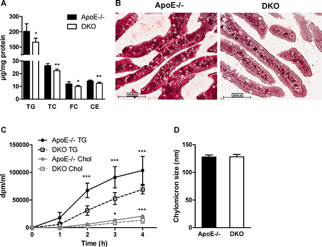 Delayed chylomicron secretion in DKO mice.
