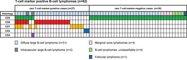 T-cell marker detections in B-cell lymphomas other than CLL/SLL and MCL.