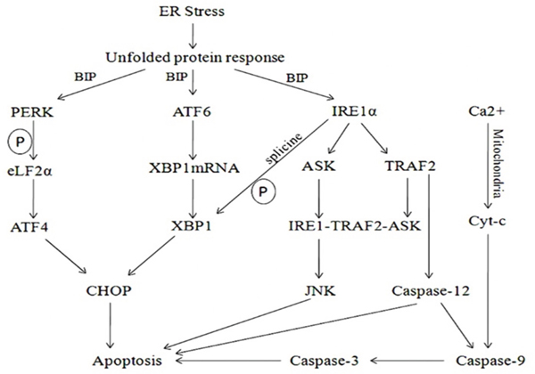 Upon ER stress, sequestration of BiP by unfolded proteins activated PERK, ATF6 and IRE1.