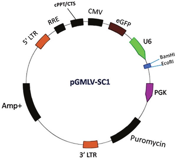 The map of Pgmlv-SC1 RNAi lentivirus vector.