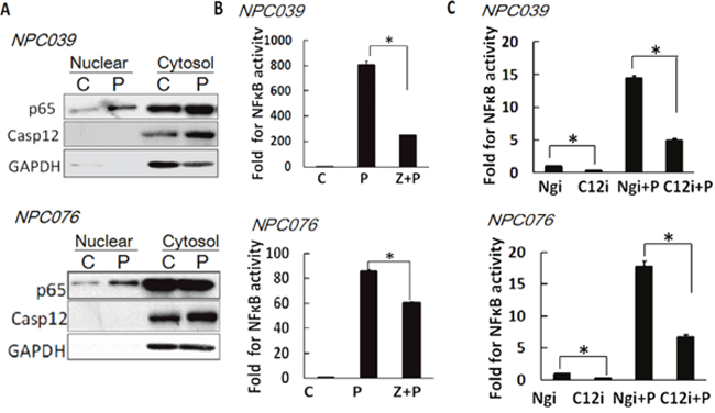 Casp12 was involved in the modulation of NF-&#x03BA;B activity.