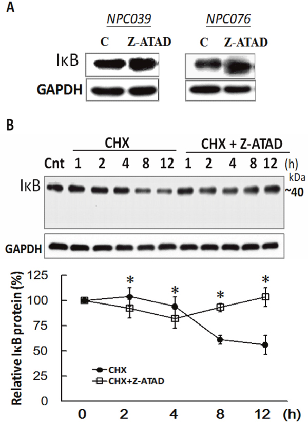 I&#x03BA;B&#x03B1; was post-translational degradation mediated by Casp12.