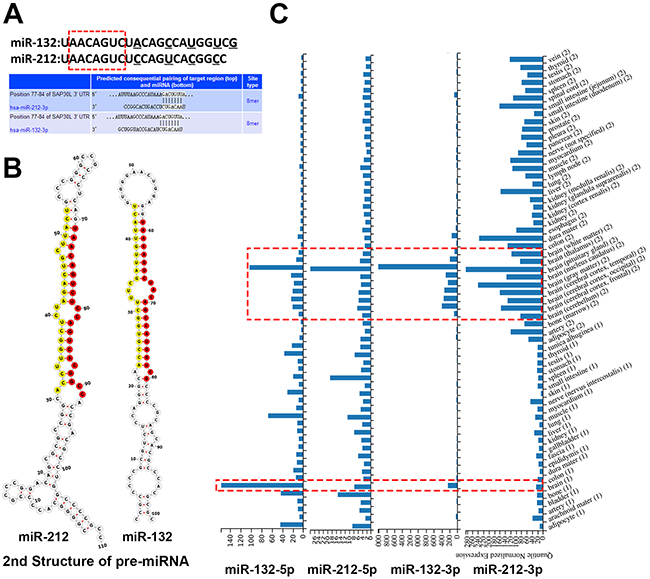 The gene sequence of miR-132/212 and its expression in human tissues.