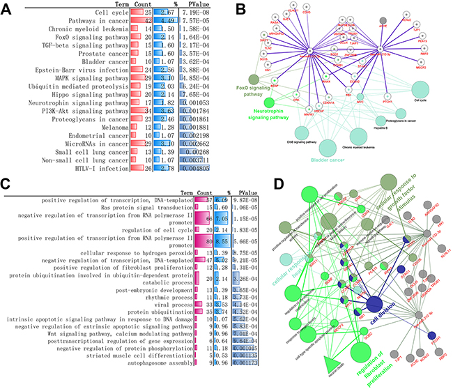 Experimental validated Gene-enrichment analysis result of miR-132-3p and miR-212-3p-regulated biomolecular network.