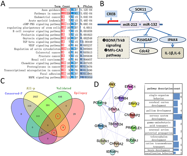 The biomolecular information of remaining genes and the role of miR-132, miR-212 and genes participate in epilepsy.