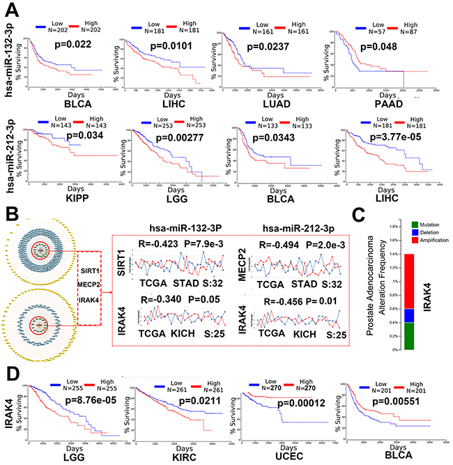 miR-132-3p and miR-212-3p may play a critical role in human cancer.