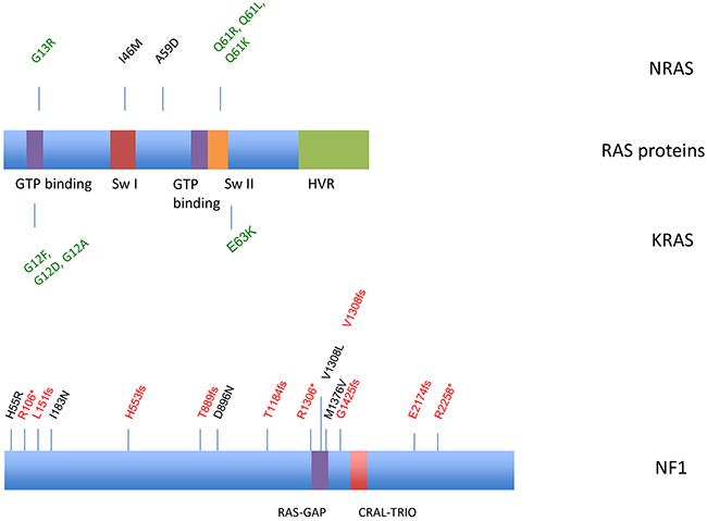 Distribution of identified NRAS, KRAS and NF1 mutations.