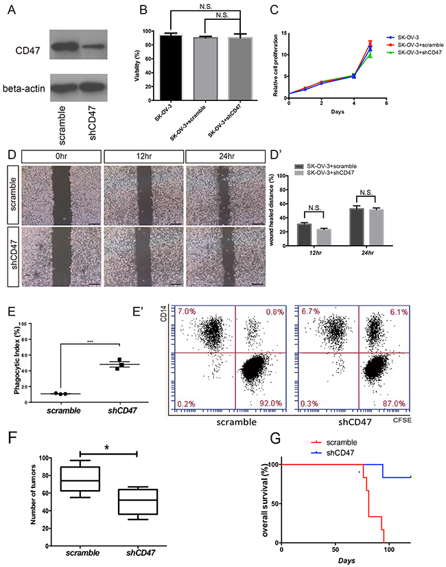CD47 knockdown promotes in vitro phagocytosis and inhibits in vivo tumor formation in the ovarian cancer cell line SK-OV-3.