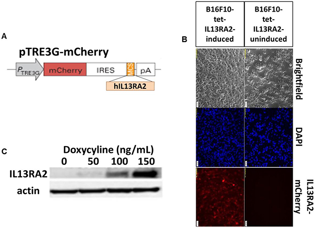 Characterization of inducible hIL13RA2 expressing cells.