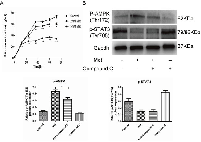 Metformin inhibited GH secretion by GH3 cells.