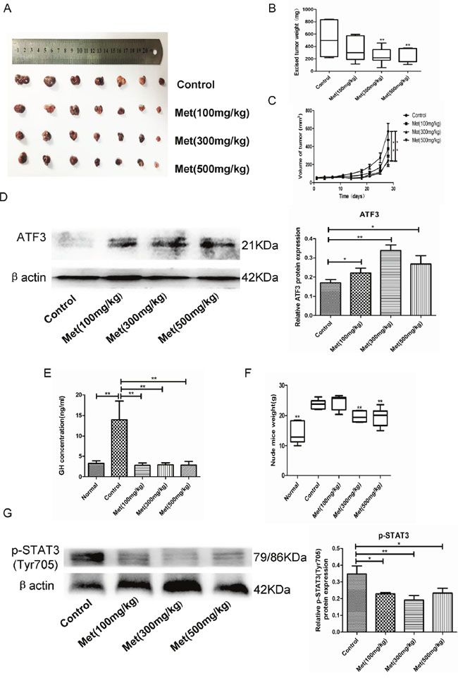 Metformin inhibited GH3 cell growth and GH secretion in vivo.