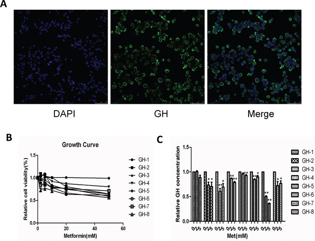 Metformin suppressed cellular proliferation and reduced GH secretion in primary cultures of human GH-PA cells.